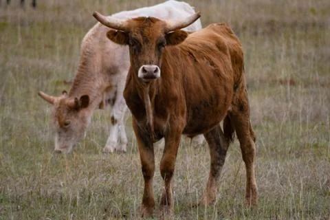 Bulls in a pasture Stock Photos