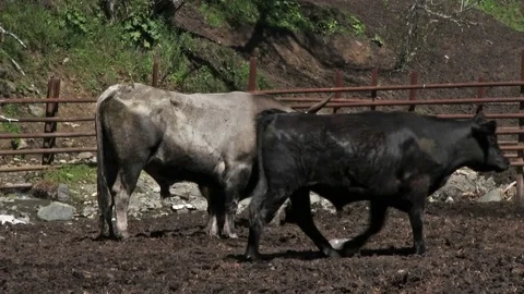 Bulls in Pen 스톡 동영상 83021072