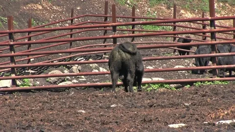 Bulls in Pen Видео 87947491