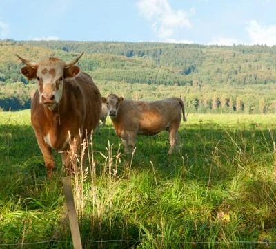 Bulls Stock Photos