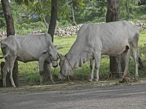 Bulls Stock Photos