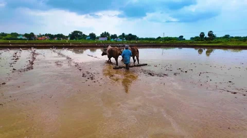 Bulls Ploughing - Distant Shot Stock Footage 263742341