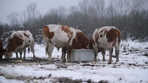 Bulls push each other while eat fodder outdoor on snow Stock Footage 330536708