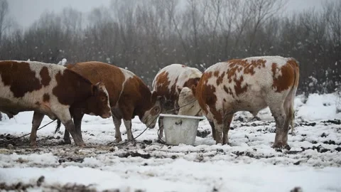 Bulls push each other while eat fodder outdoor on snow Stock Footage 330537038