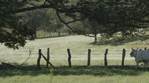 Bulls Ride Stock Footage 108543926