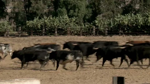 Bulls in Spain_PACK 3 動画素材 148579967
