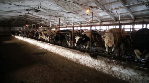 Bulls In The Stall Stock Footage 62734466