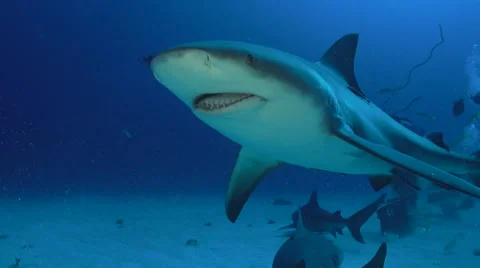 BullSharkBump Stock Footage 65763045