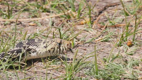Bullsnake Slithering Through Grass Stock Footage 333394870