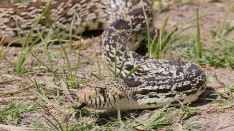 Bullsnake Slithering Through Grass Real Time Stock Footage 333633352
