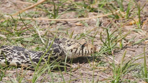 Bullsnake Slithering Through Grass Slow Motion Stock Footage 333395814