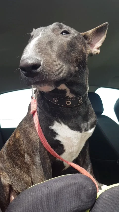 Bullterrier Video stock 185994726