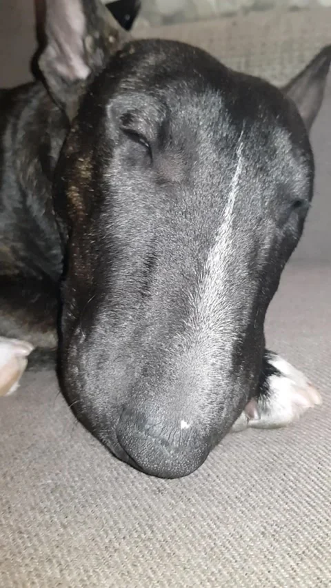 Bullterrier Video stock 186000027