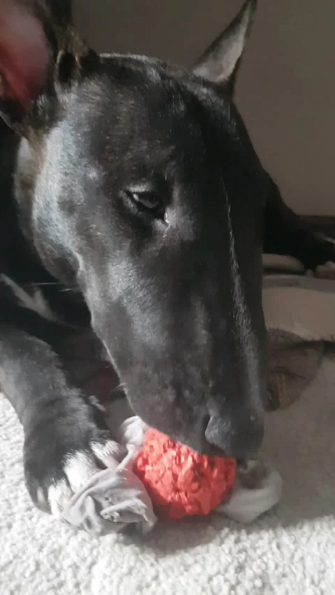Bullterrier Video stock 186052513