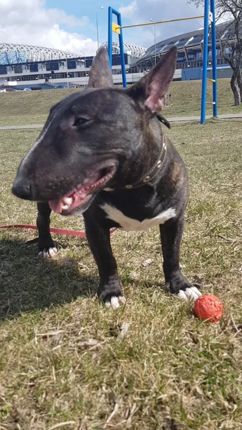Bullterrier Video stock 186053423