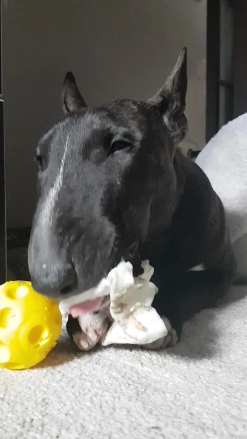 Bullterrier Video stock 186057692