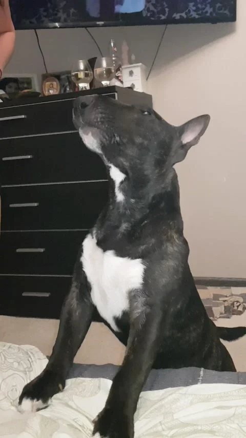 Bullterrier Video stock 186083517