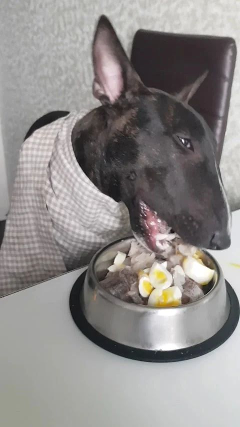Bullterrier Video stock 186118550