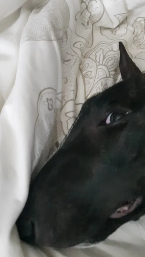 Bullterrier Video stock 186125575
