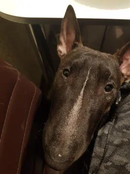 Bullterrier Foto stock