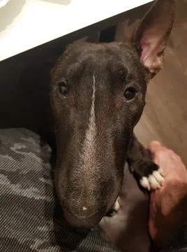 Bullterrier Foto stock