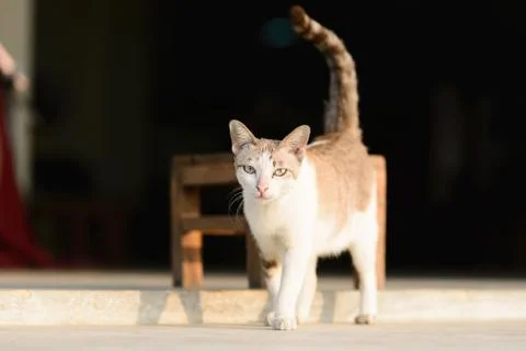 Bully Cat Stock Photos
