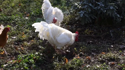 The bully cock Stock Footage 120265662