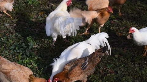 The bully cock Stock Footage 120265849