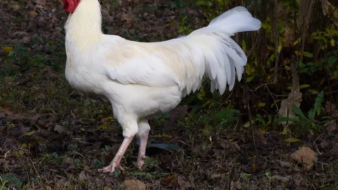 The bully cock Stock Footage 120266695