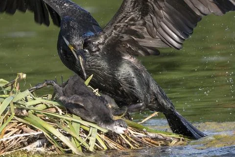 Bully Cormorant Stock Photos