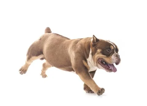 Bully  in studio Stock Photos
