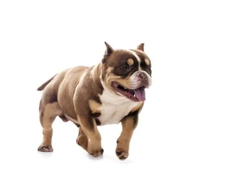 Bully  in studio Stock Photos