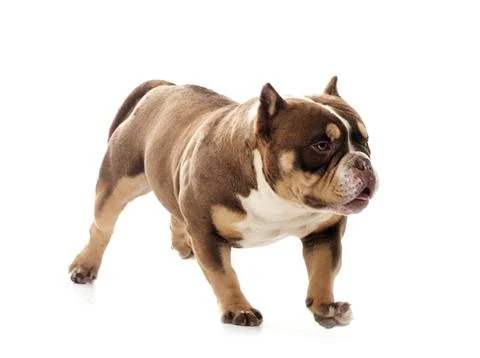Bully  in studio Stock Photos