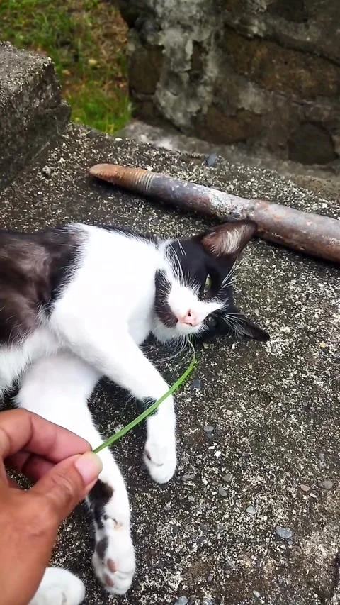 My Pet Stock Videos Royalty Free HD 4K Videos Pond5