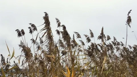 Bulrush 4K Stock Footage 82209639