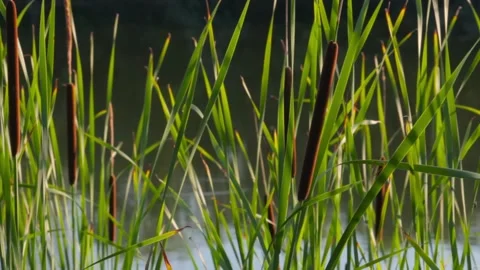 Bulrush against the background of the forest and the river, weak wind. Stock Footage 136002925