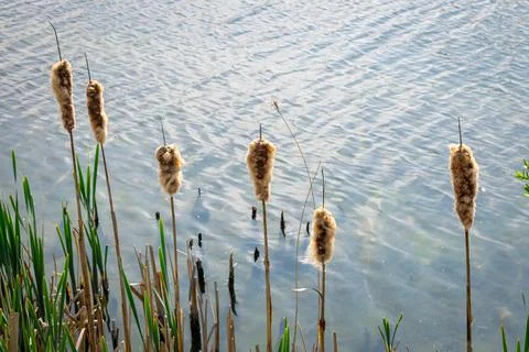 Bulrush along the waterside Stock Photos