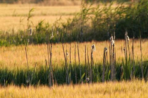 Bulrush and field Stock Photos