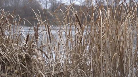 Bulrush and grass on a background of water Stock-Footage 123208905
