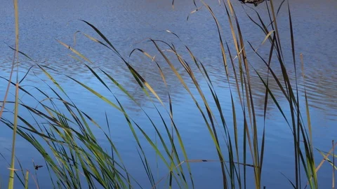 Bulrush and grass on a background of water Stock-Footage 123219981