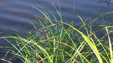 Bulrush and grass on a background of water Stock-Footage 123220147