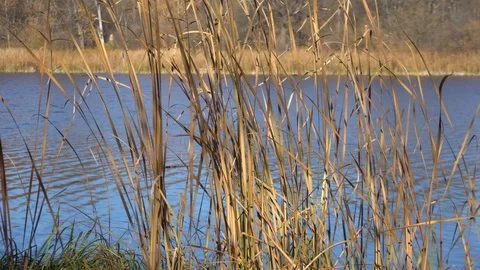 Bulrush and grass on a background of water Stockbeeldmateriaal 123220386