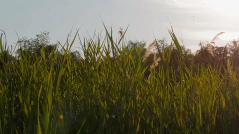 The bulrush and reeds on a background of forest and sky, weak wind. Copy space Video stock 136002847