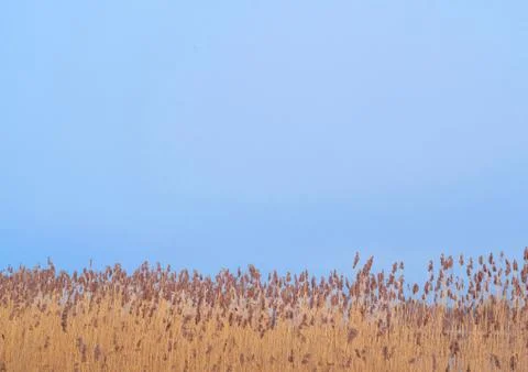 Bulrush and the sky Stock Photos
