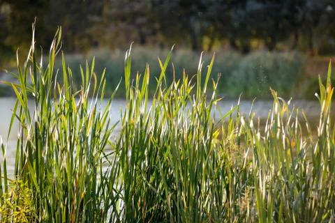 Bulrush in autumn 写真素材