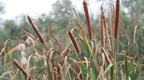 Bulrush in the autumn wind Stock Footage 12053431