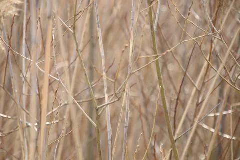Bulrush as a background Stock Photos