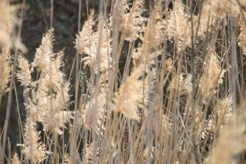 Bulrush as a background Stock Photos