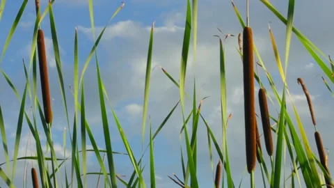 The bulrush on a background of sky, weak wind. The concept of peace 動画素材 136002785