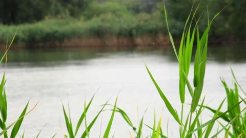 The bulrush on a background of sky, weak wind. The concept of peace Stock Footage 136206904
